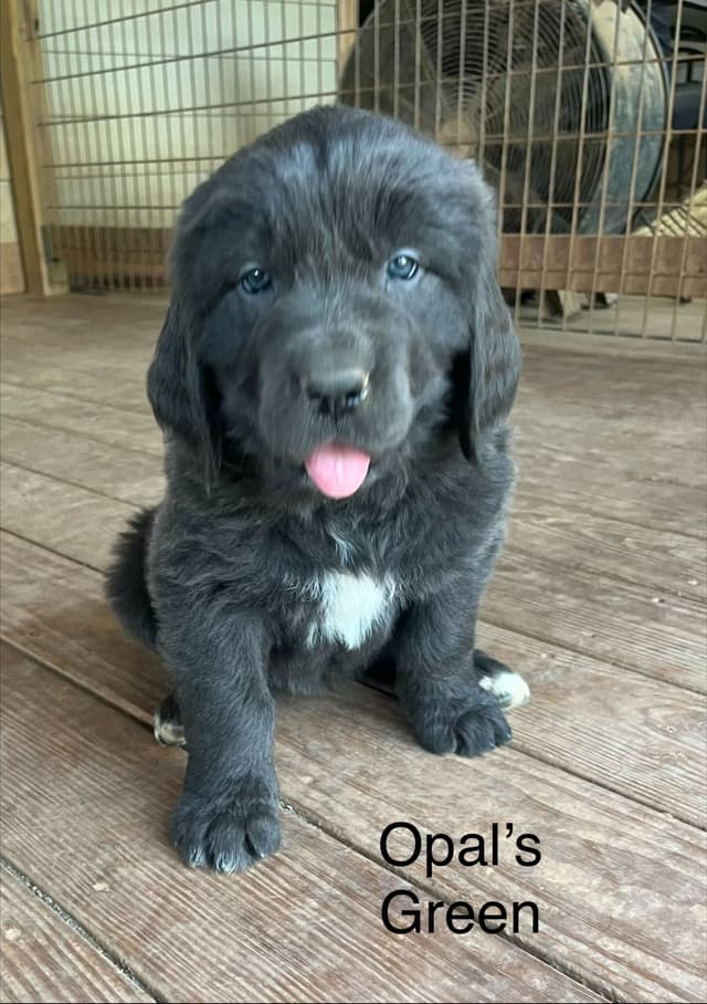 Newfoundland Puppies media 4
