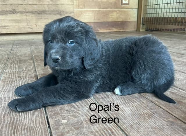 Newfoundland Puppies media 5