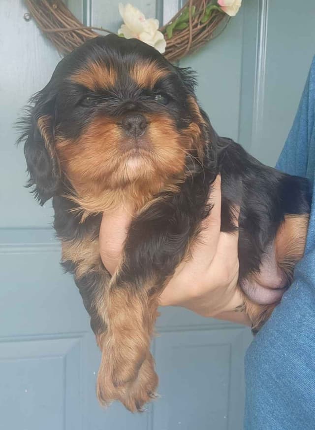 Cavalier King Charles Spaniel Puppies media 2