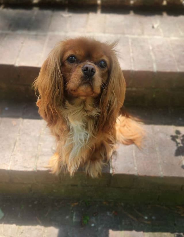 Cavalier King Charles Spaniel Puppies media 3