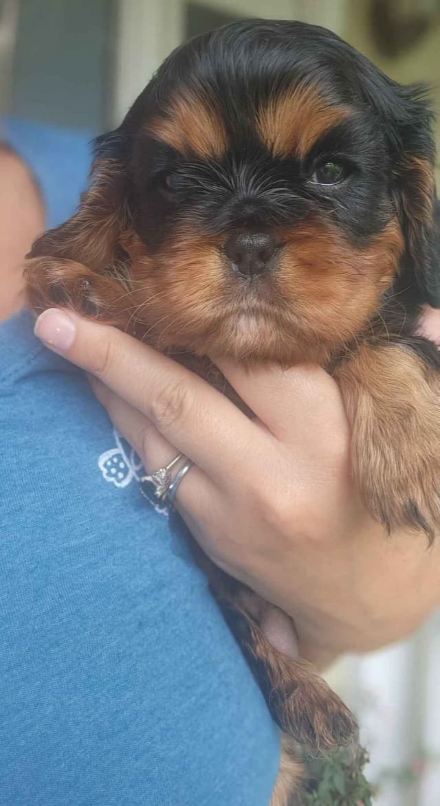 Cavalier King Charles Spaniel Puppies media 4