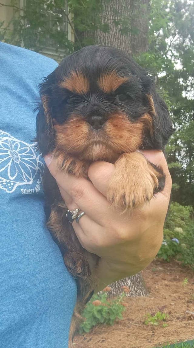 Cavalier King Charles Spaniel Puppies media 5
