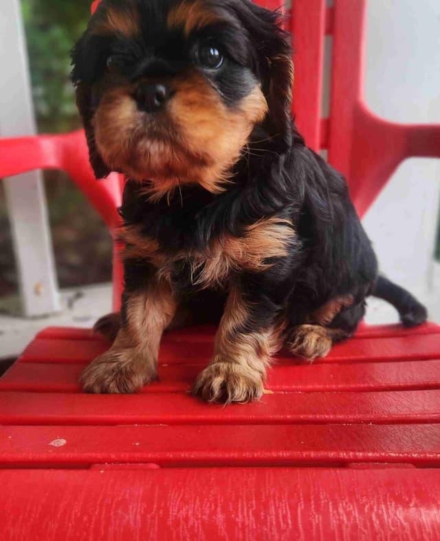 Cavalier King Charles Spaniel Puppies media 6