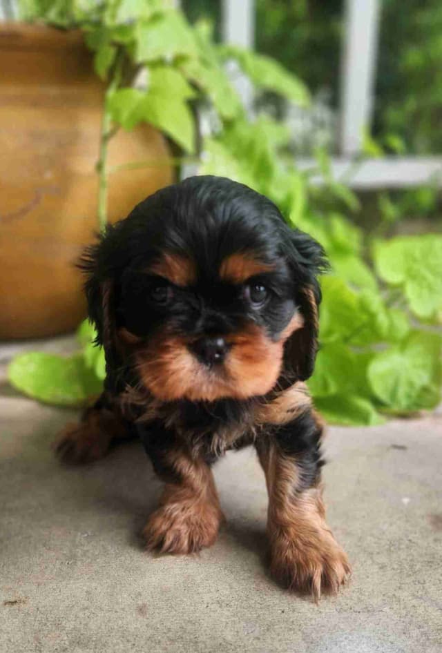 Cavalier King Charles Spaniel Puppies media 7