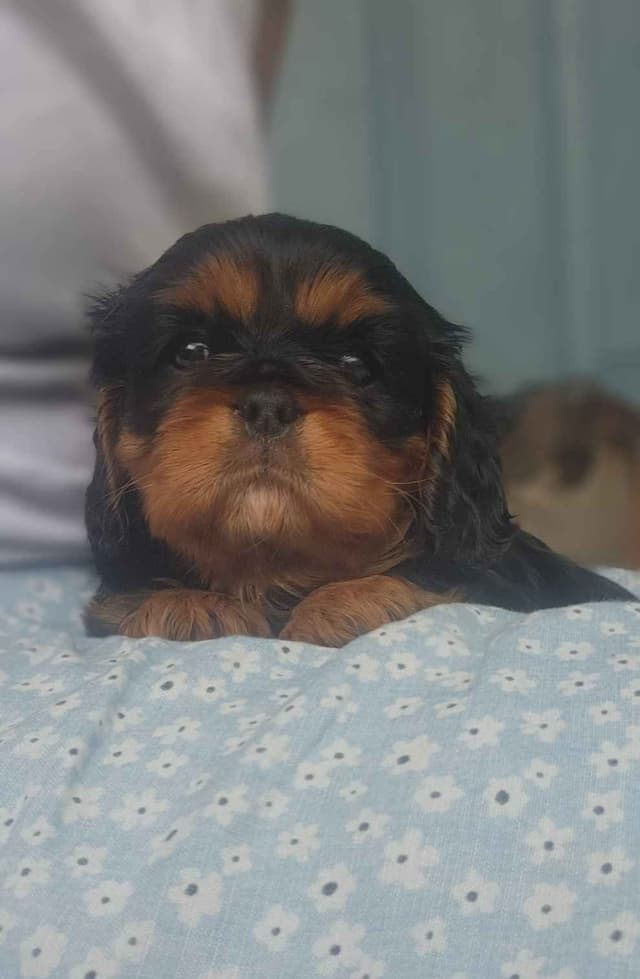 Cavalier King Charles Spaniel Puppies media 8