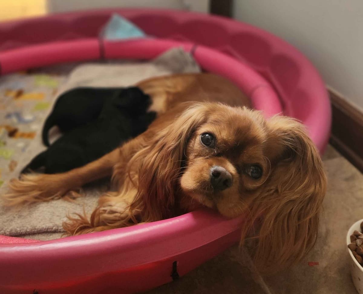 Cavalier King Charles Spaniel Puppies breeder image 3