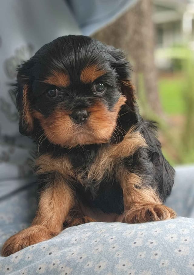 Cavalier King Charles Spaniel Puppies media 9