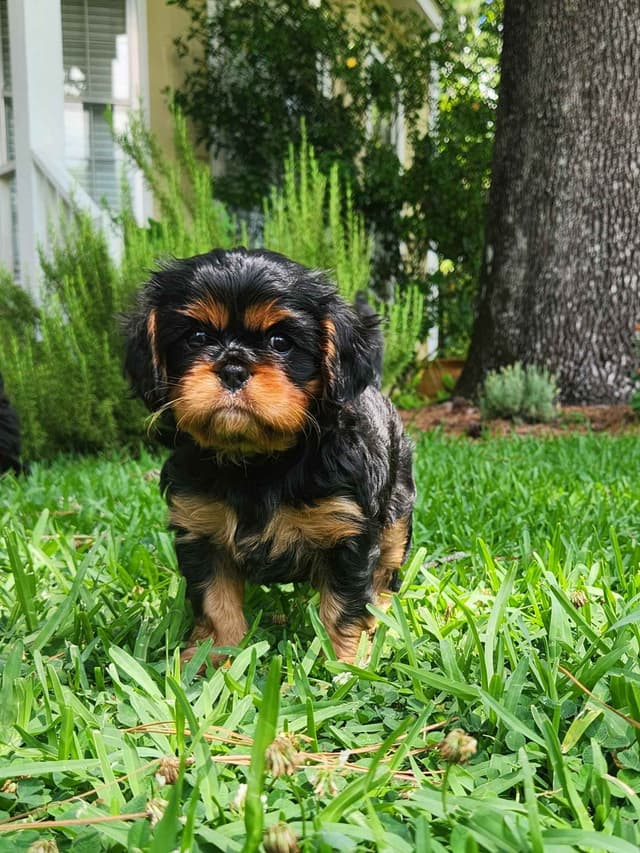Cavalier King Charles Spaniel Puppies media 10