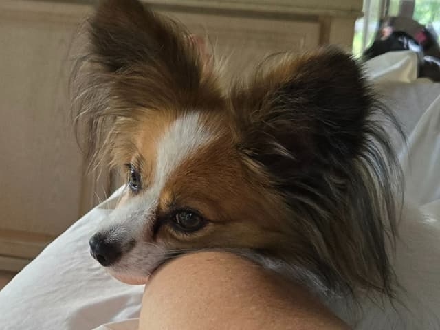 Papillon Tri-Colored gorgeous boy media 2
