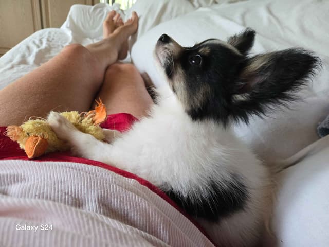 Papillon Tri-Colored gorgeous boy media 3