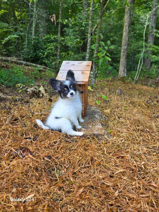 Papillon Tri-Colored gorgeous boy media 4