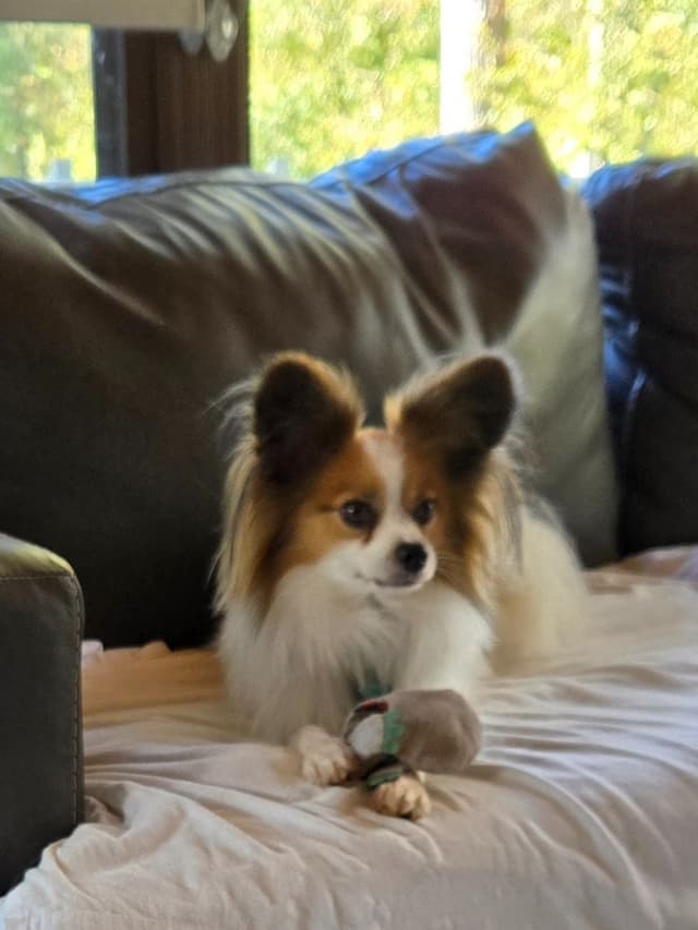 Papillon Tri-Colored gorgeous boy media 5