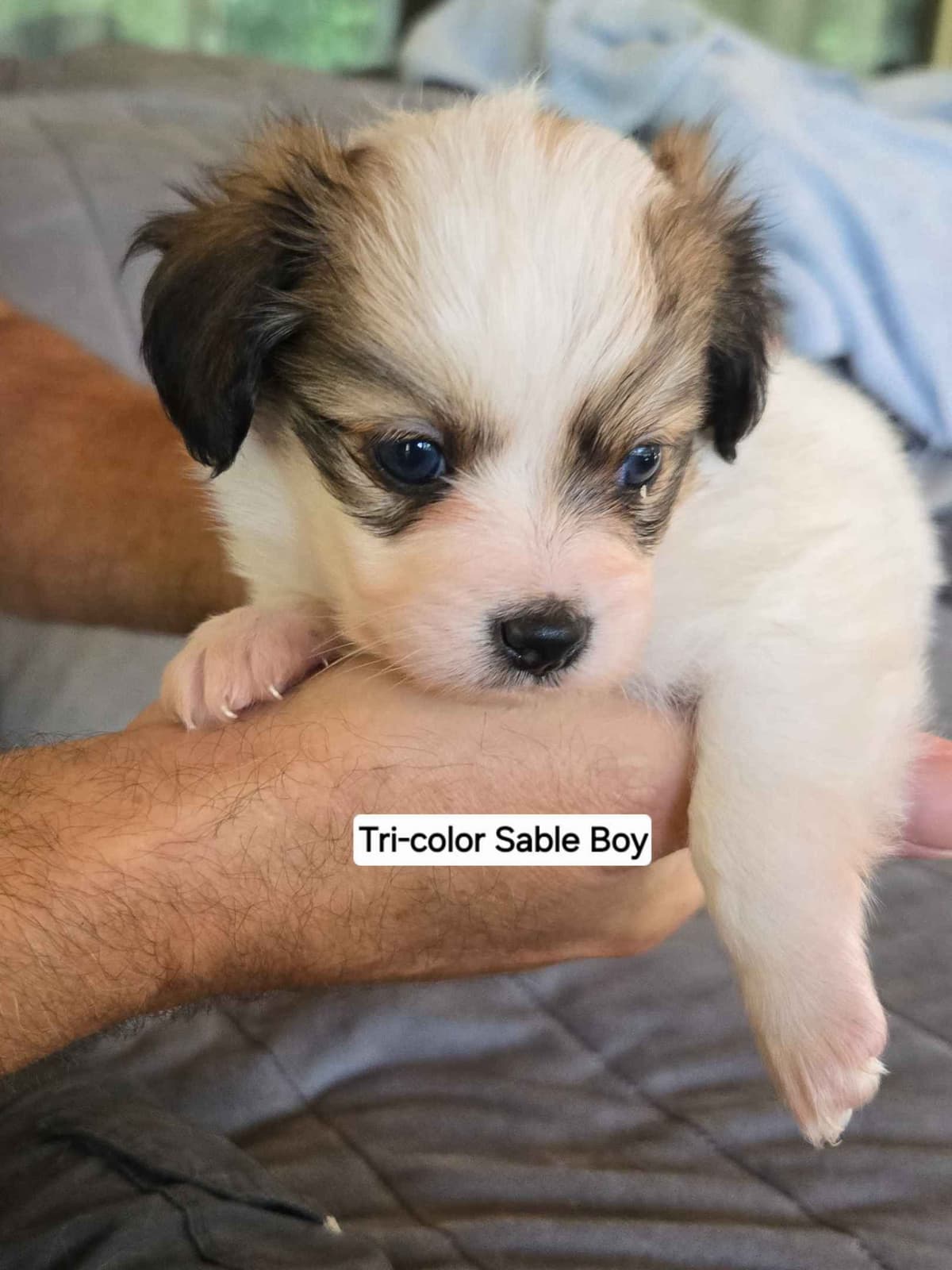 Papillon Tri-Colored gorgeous boy breeder image 1
