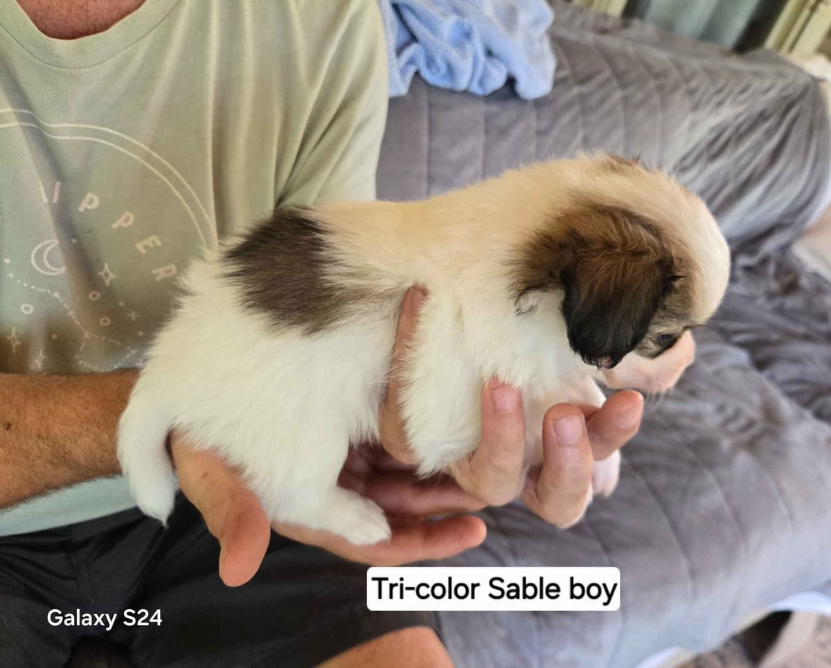 Papillon Tri-Colored gorgeous boy breeder image 2