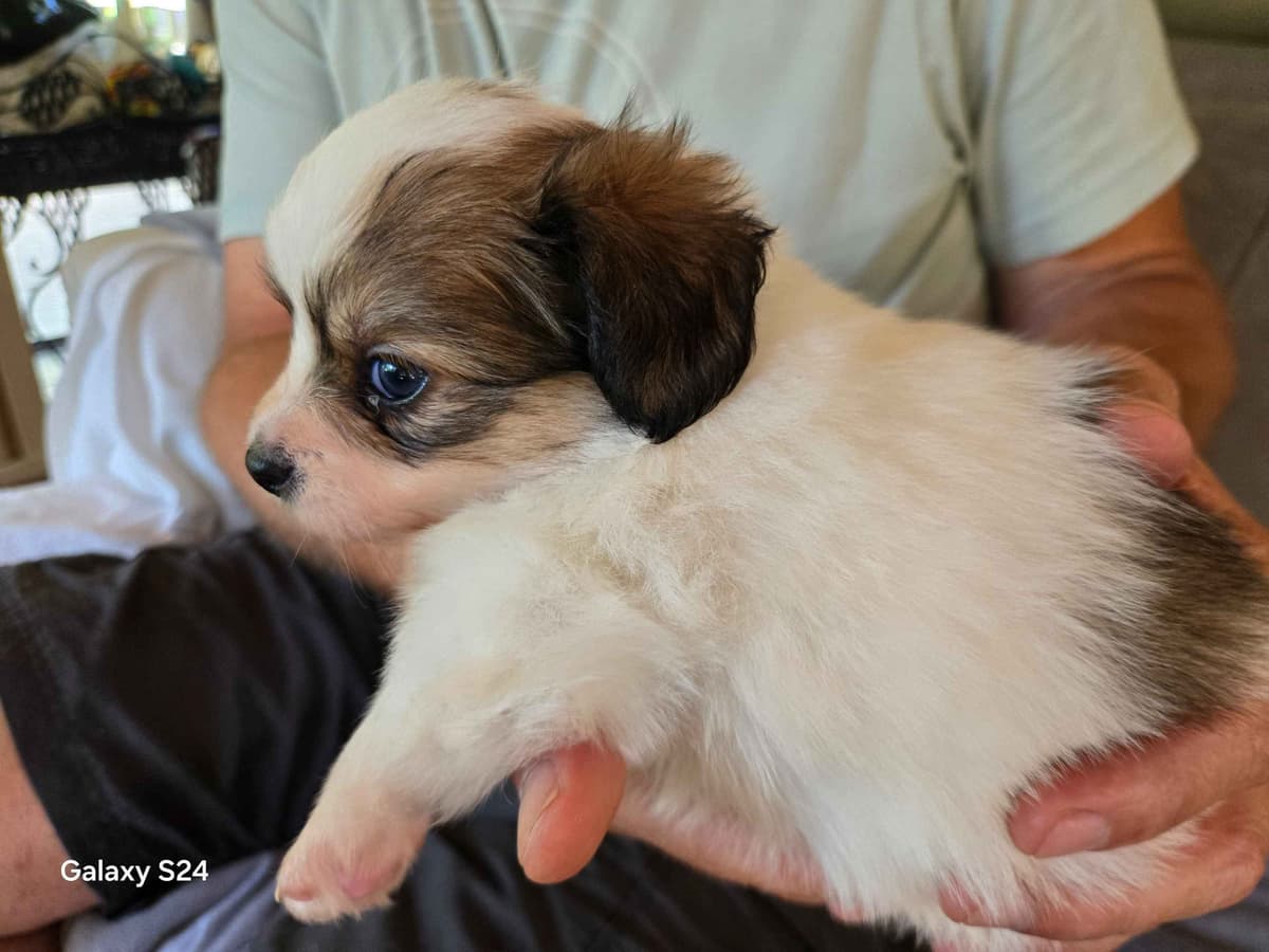 Papillon Tri-Colored gorgeous boy breeder image 4