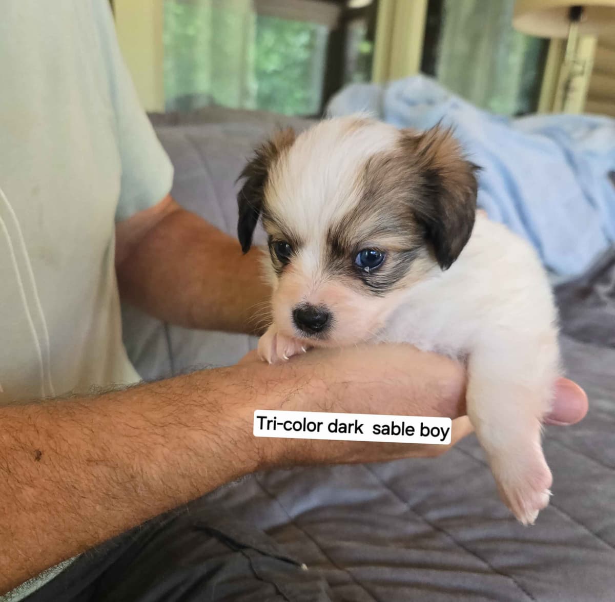 Papillon Tri-Colored gorgeous boy breeder image 5