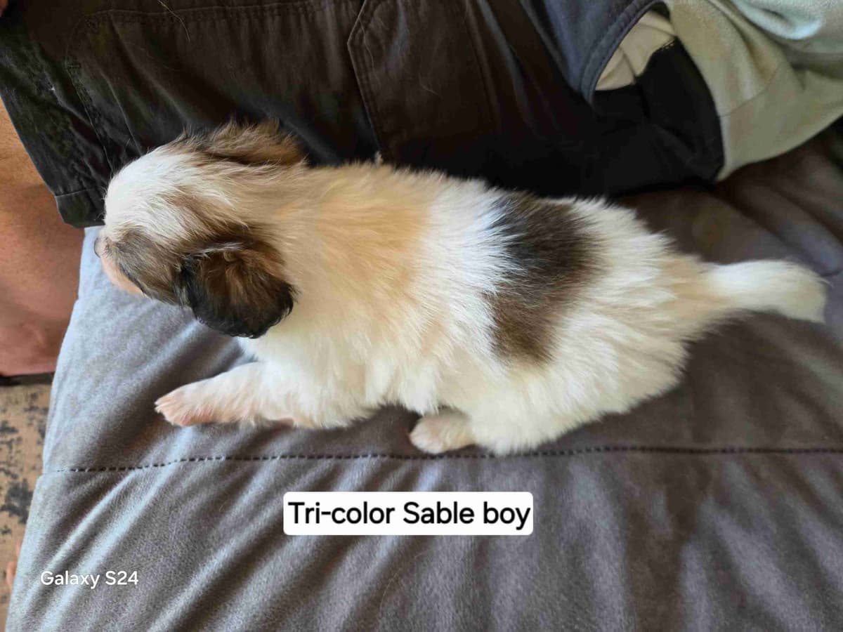 Papillon Tri-Colored gorgeous boy breeder image 6
