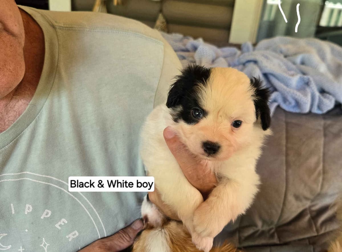 Papillon Tri-Colored gorgeous boy breeder image 7
