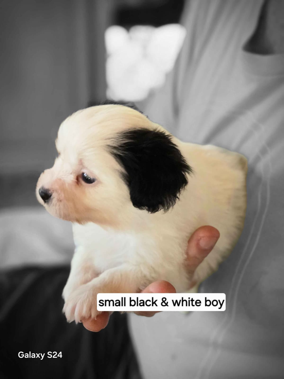 Papillon Tri-Colored gorgeous boy breeder image 9