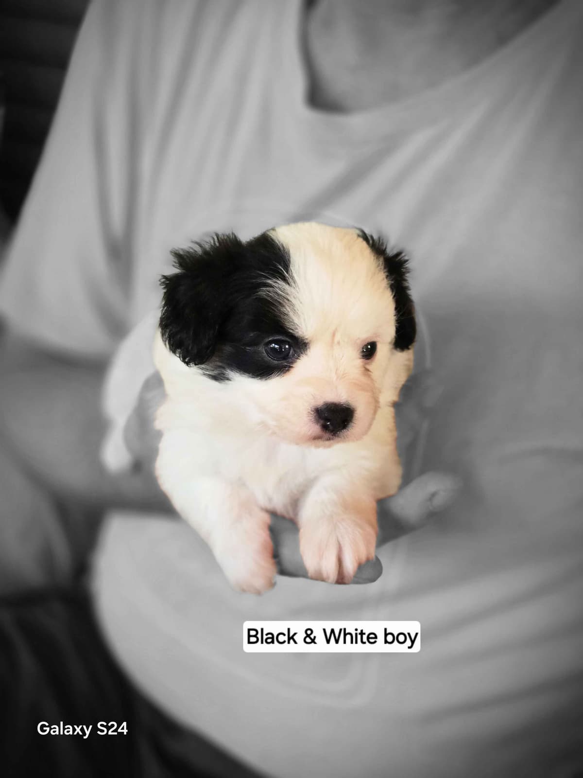 Papillon Tri-Colored gorgeous boy breeder image 8