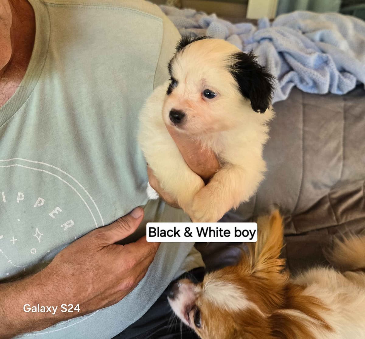 Papillon Tri-Colored gorgeous boy breeder image 11