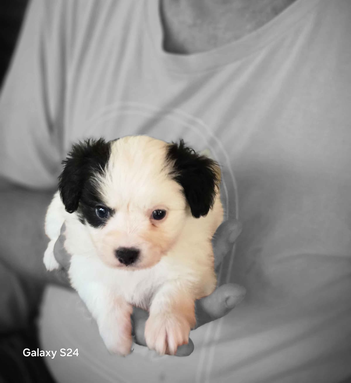 Papillon Tri-Colored gorgeous boy breeder image 10