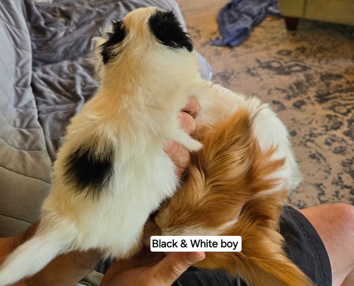 Papillon Tri-Colored gorgeous boy breeder image 13
