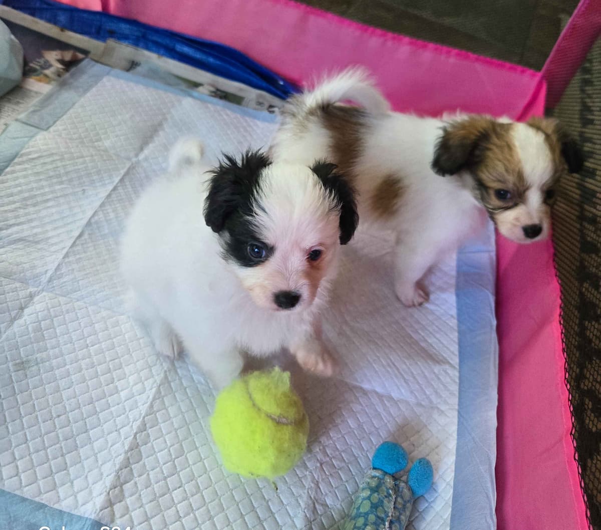 Papillon Tri-Colored gorgeous boy breeder image 15