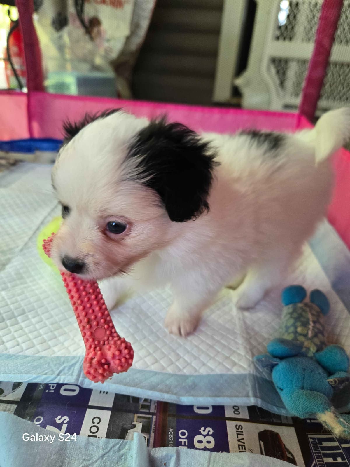 Papillon Tri-Colored gorgeous boy breeder image 16