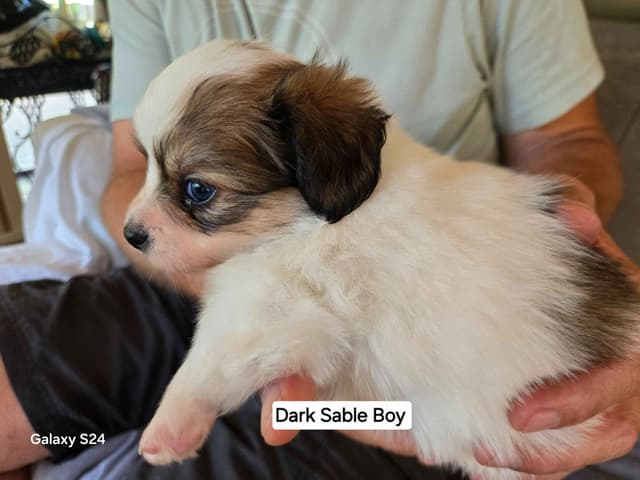 Papillon Tri-Colored gorgeous boy media 9