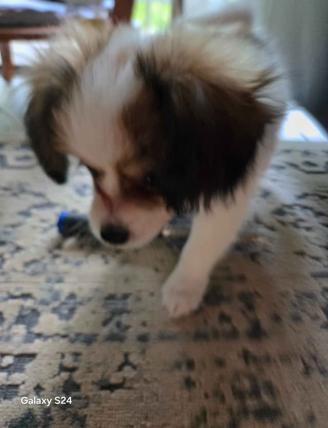 Papillon Tri-Colored gorgeous boy media 11