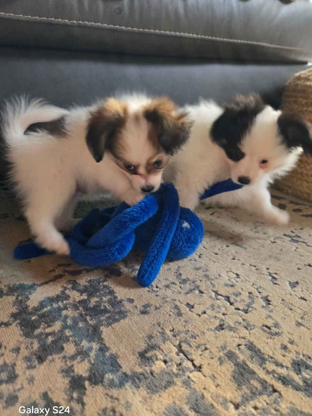 Papillon Tri-Colored gorgeous boy media 12