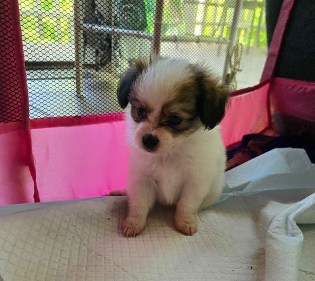 Papillon Tri-Colored gorgeous boy media 14