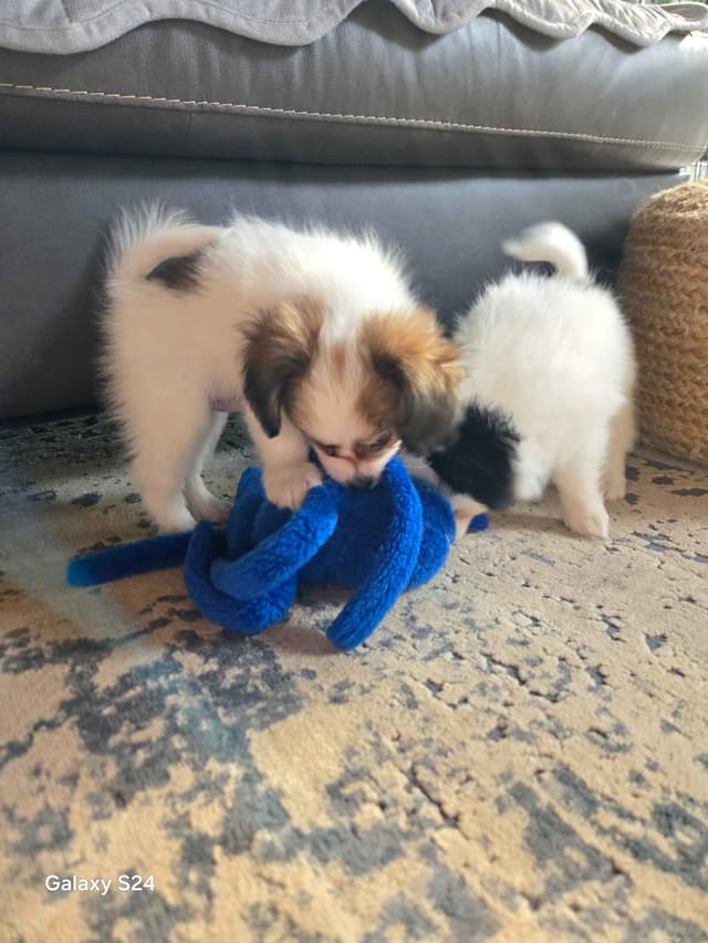 Papillon Tri-Colored gorgeous boy media 15