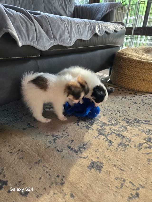 Papillon Tri-Colored gorgeous boy media 16