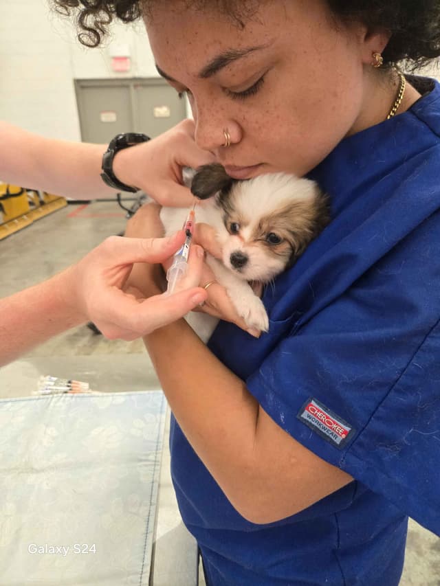Papillon Tri-Colored gorgeous boy media 18