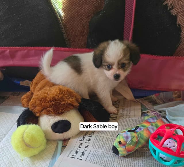 Papillon Tri-Colored gorgeous boy media 17