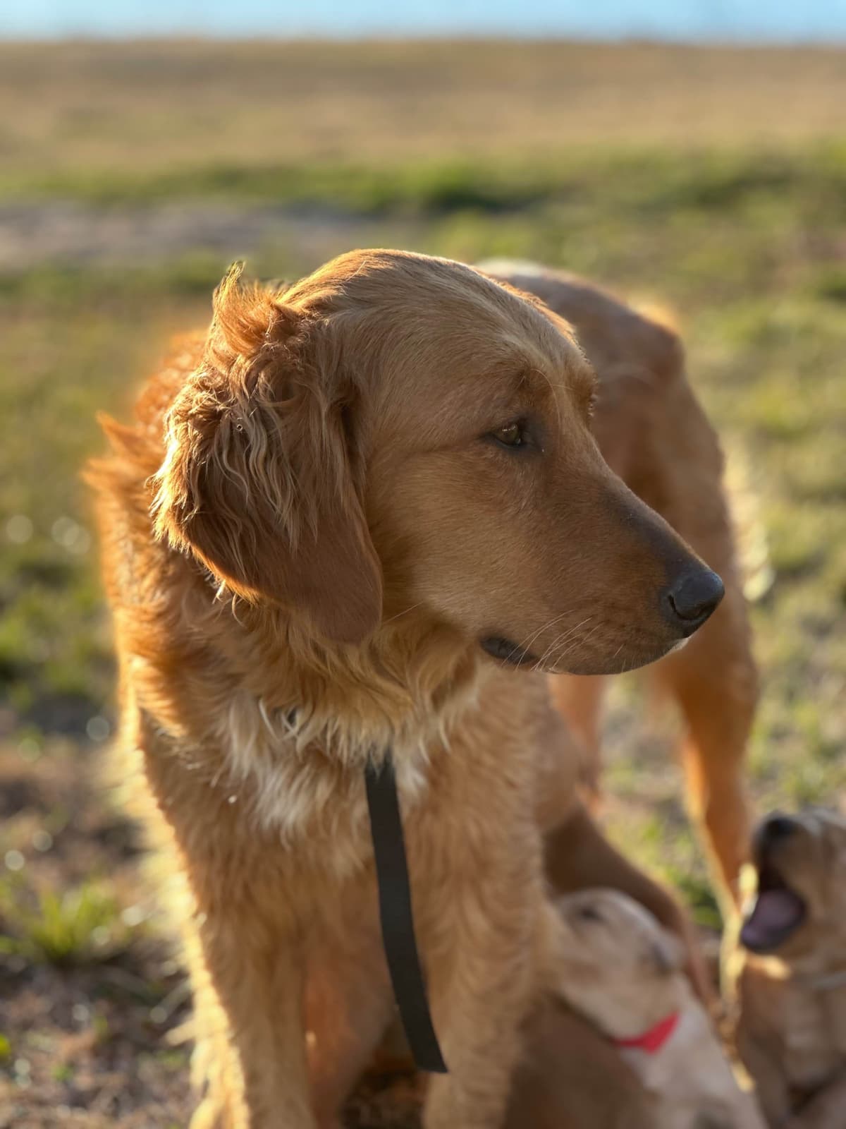 Golden Retriever Puppies breeder image 9