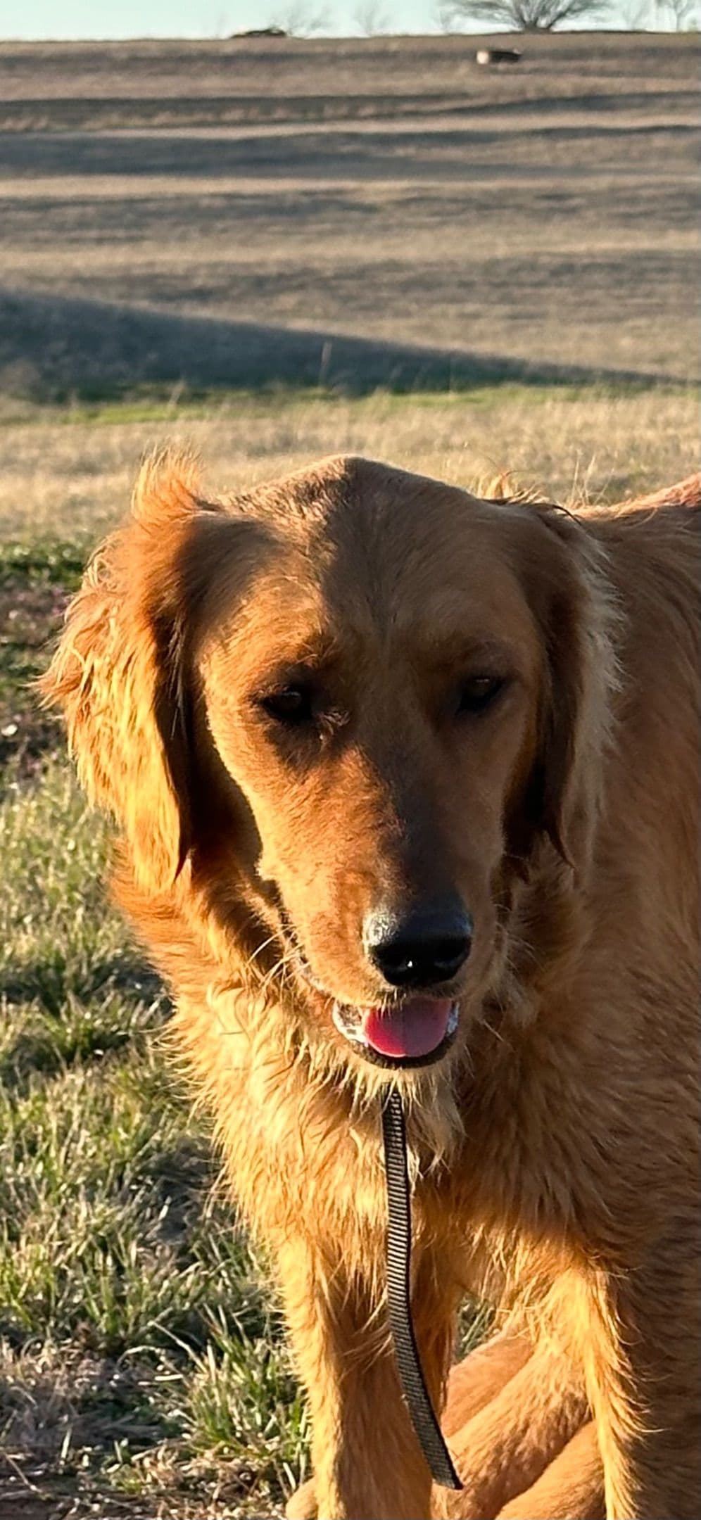 Golden Retriever Puppies breeder image 8