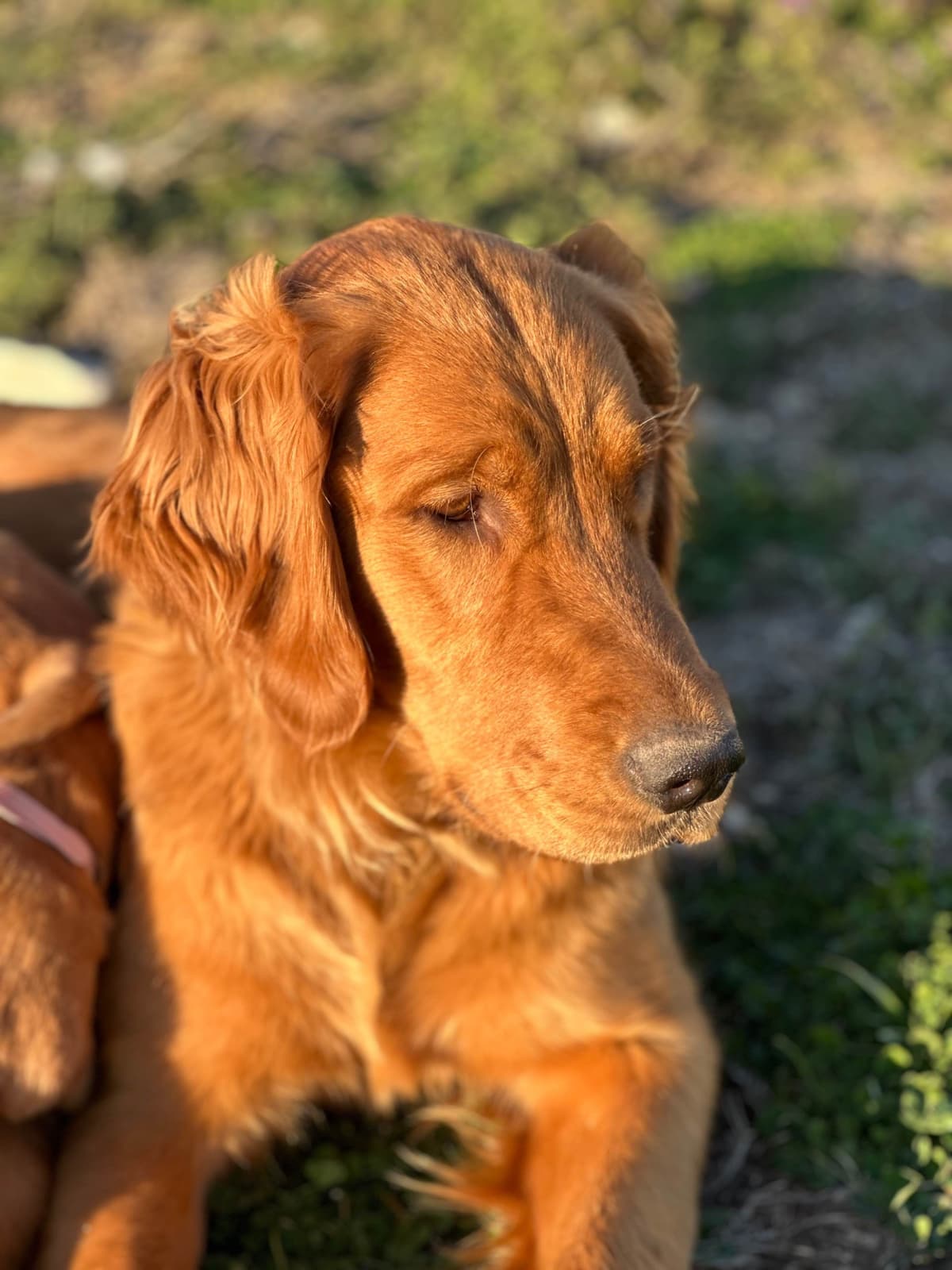 Golden Retriever Puppies breeder image 2