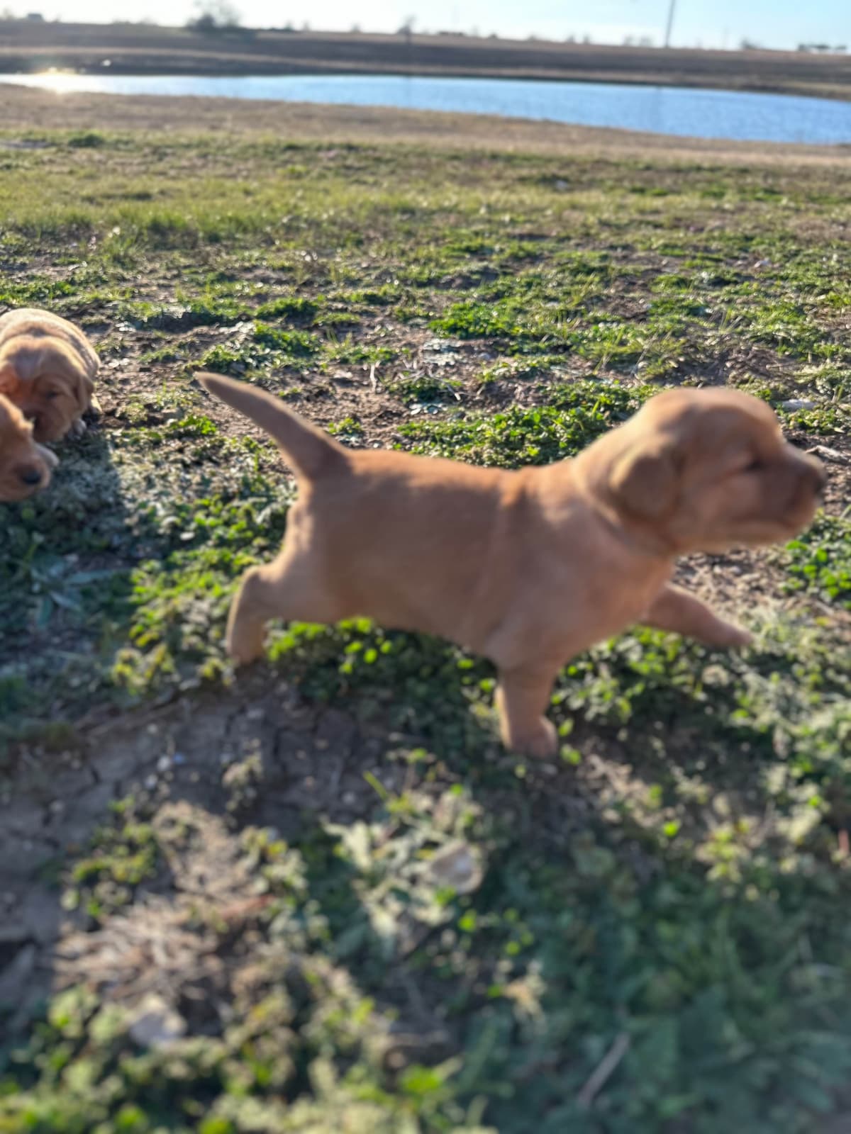 Golden Retriever Puppies breeder image 14