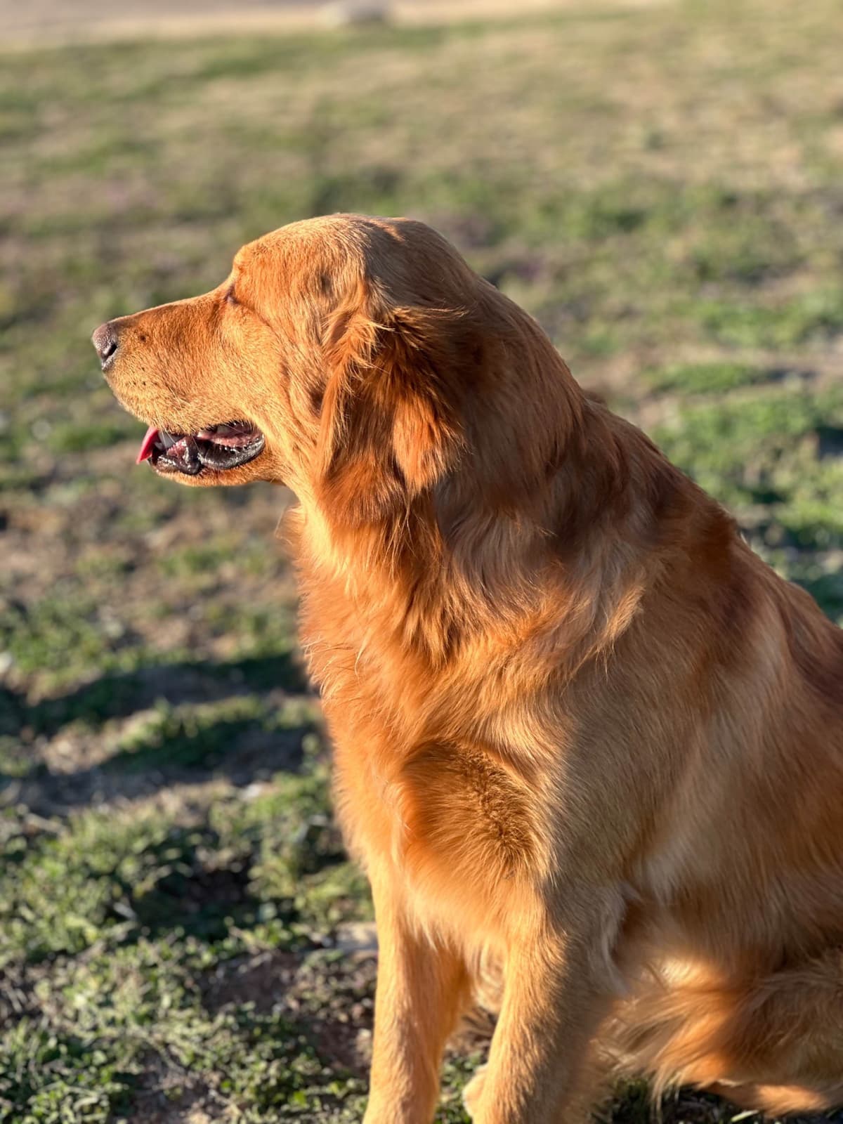 Golden Retriever Puppies breeder image 5