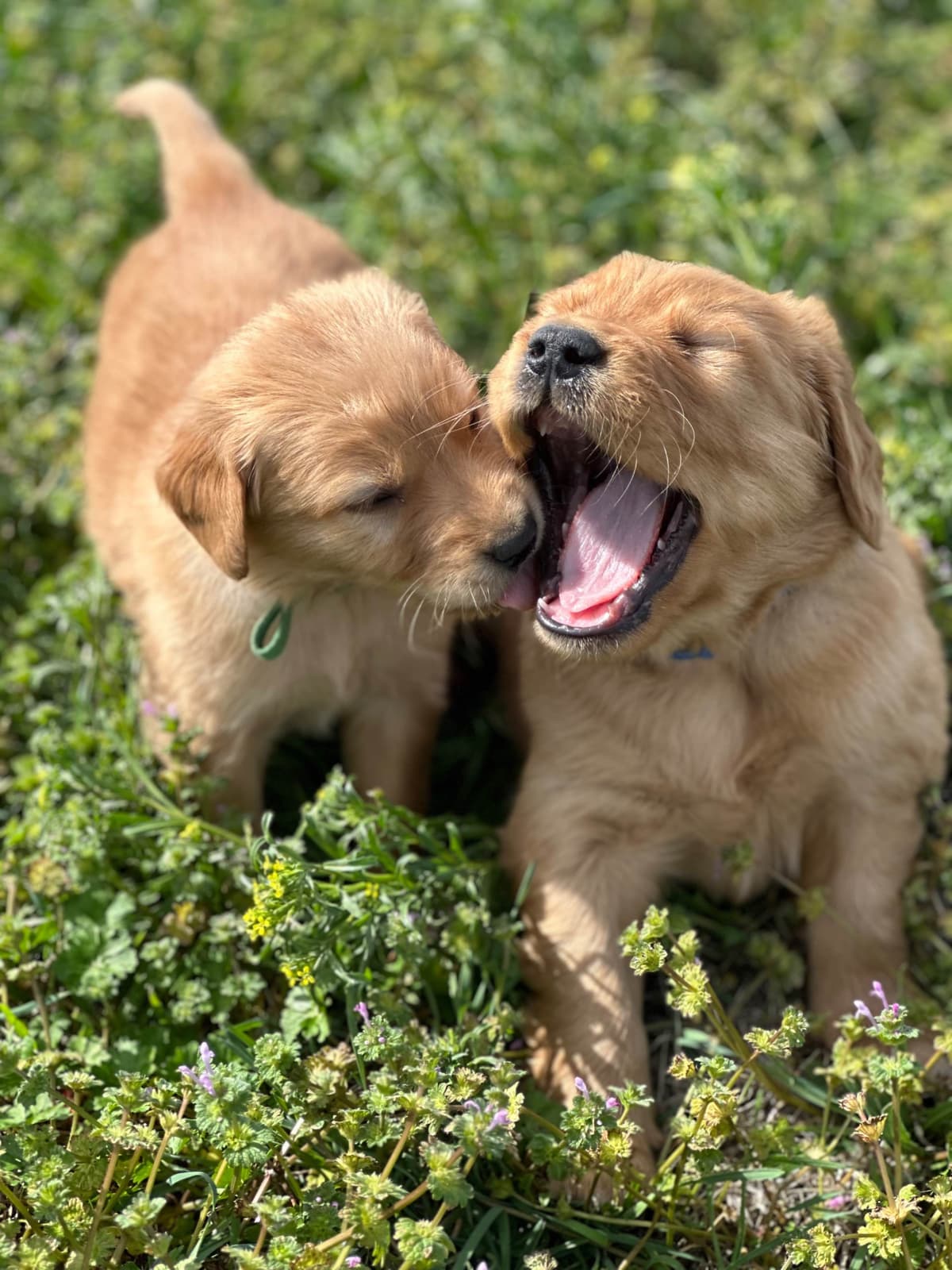 Golden Retriever Puppies breeder image 15