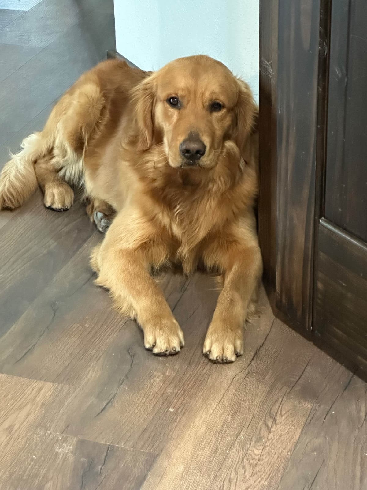 Golden Retriever Puppies breeder image 4