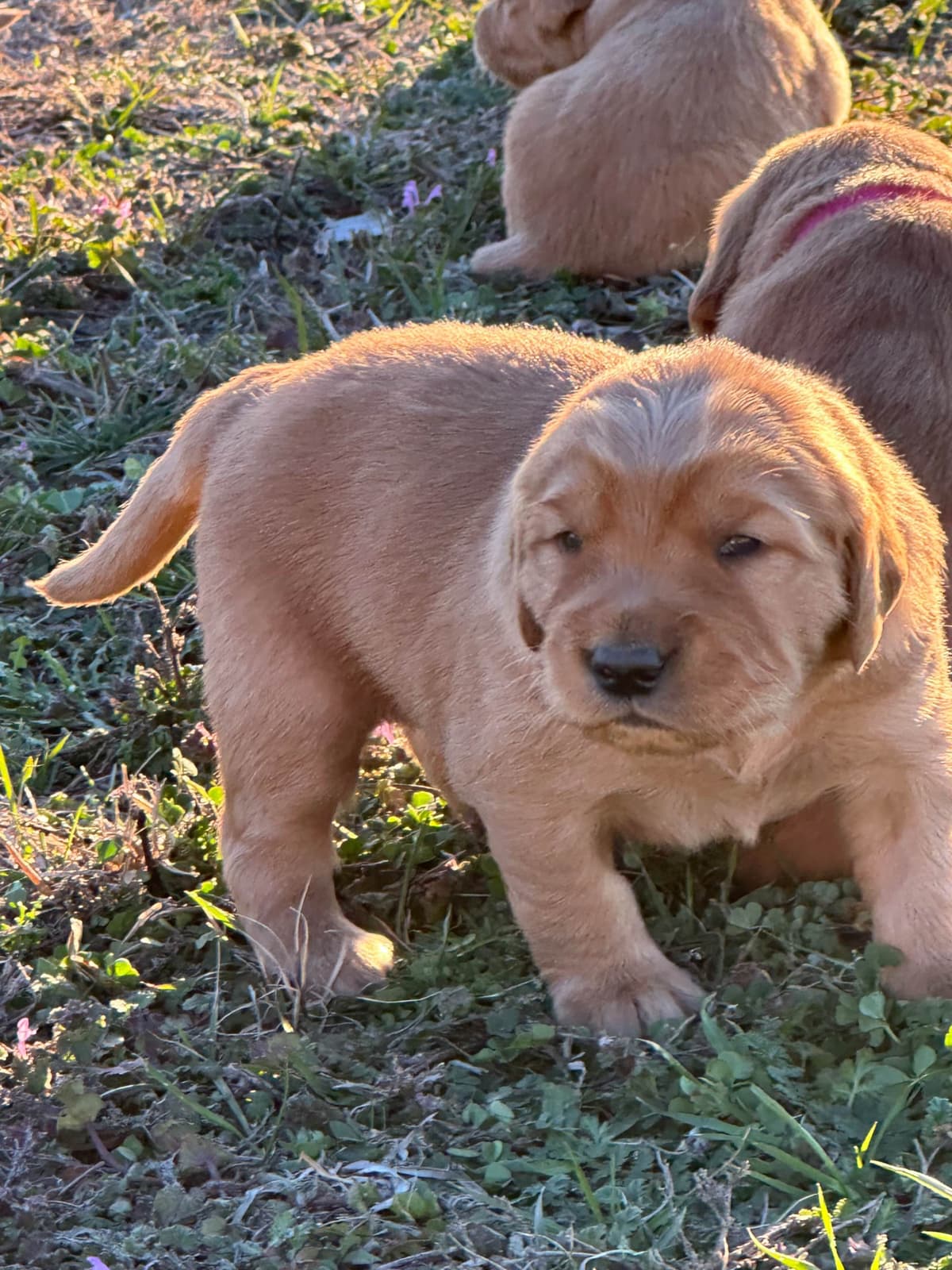 Golden Retriever Puppies breeder image 17