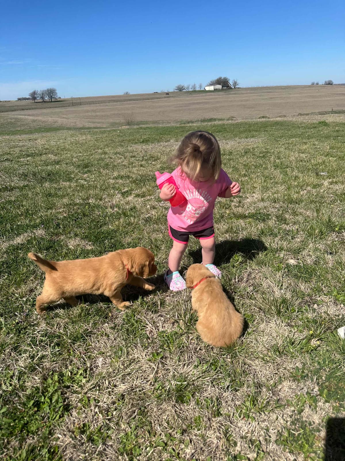 Golden Retriever Puppies breeder image 16