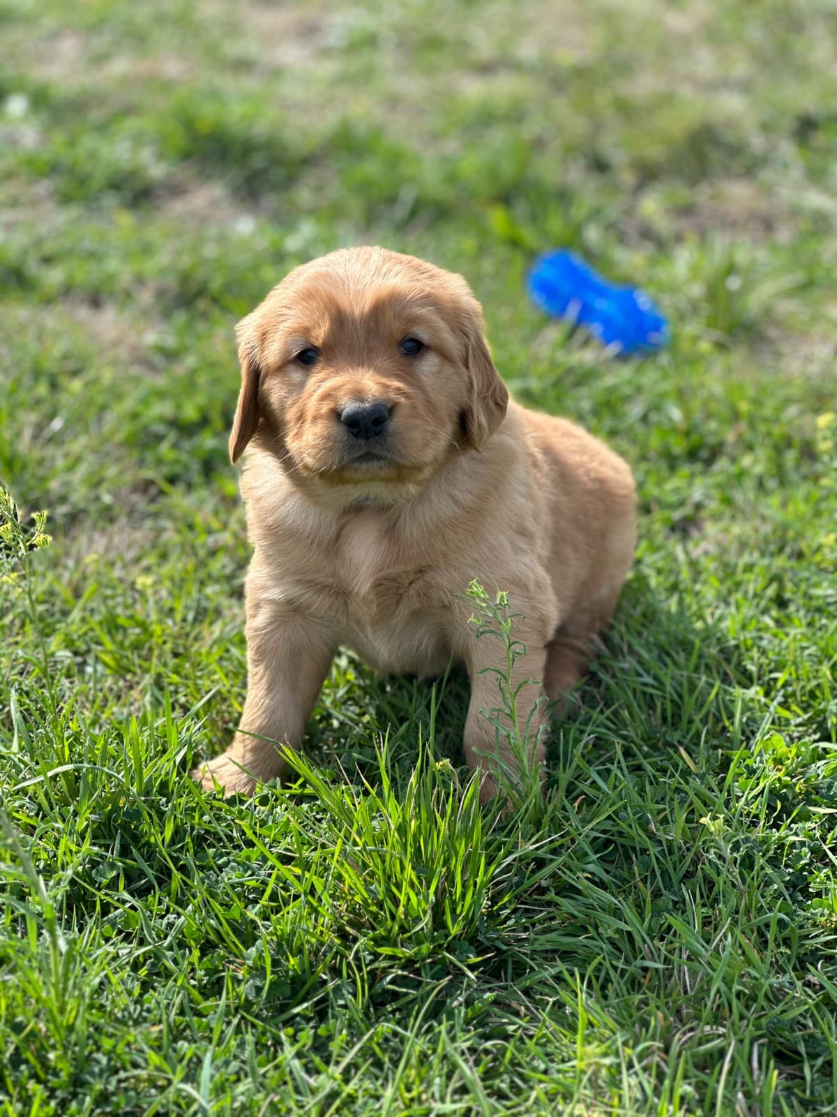Golden Retriever Puppies breeder image 18