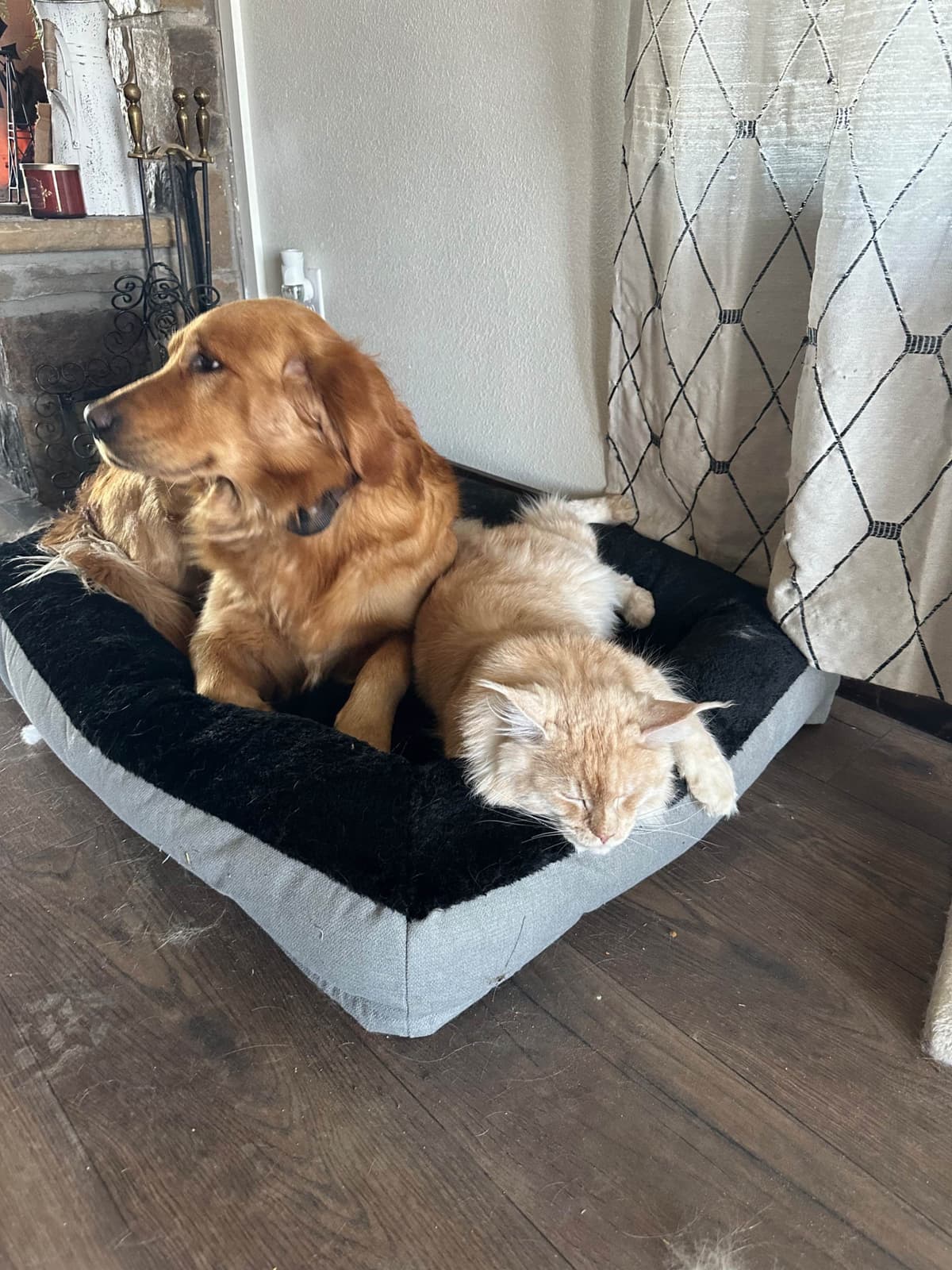 Golden Retriever Puppies breeder image 20