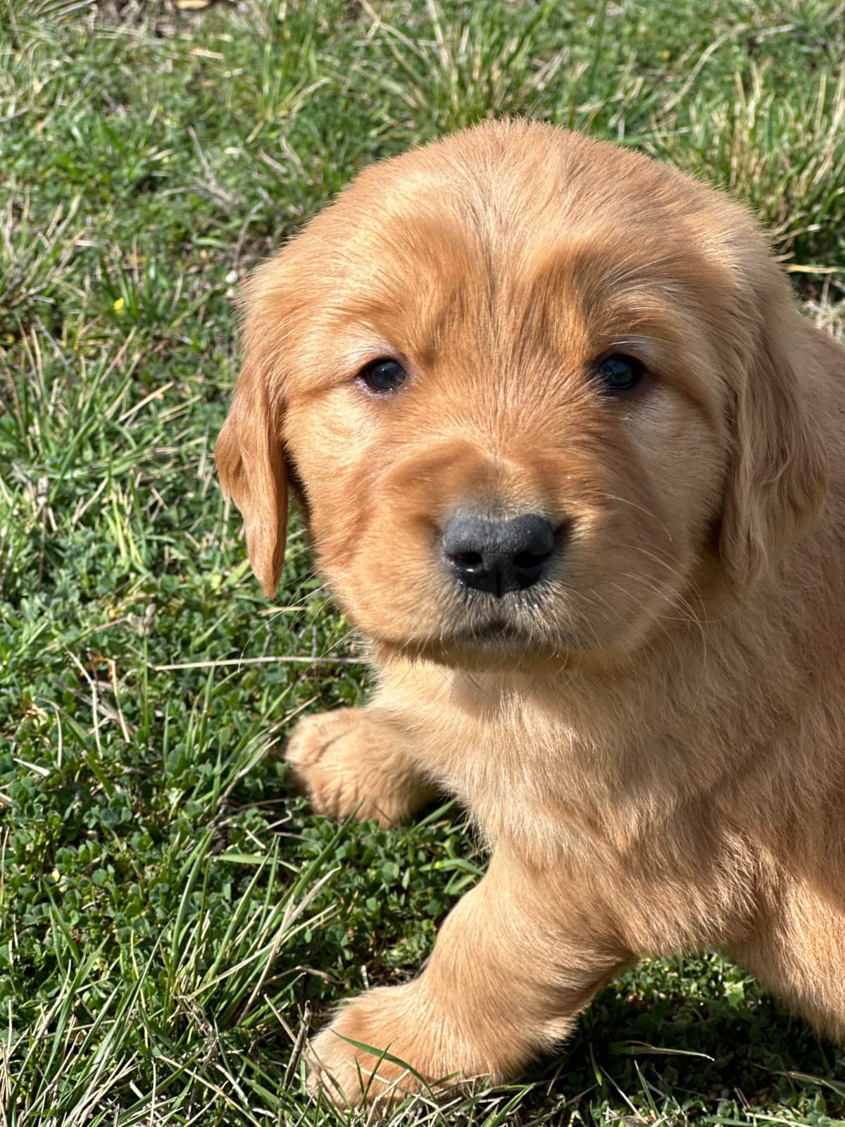 Golden Retriever Puppies breeder image 19