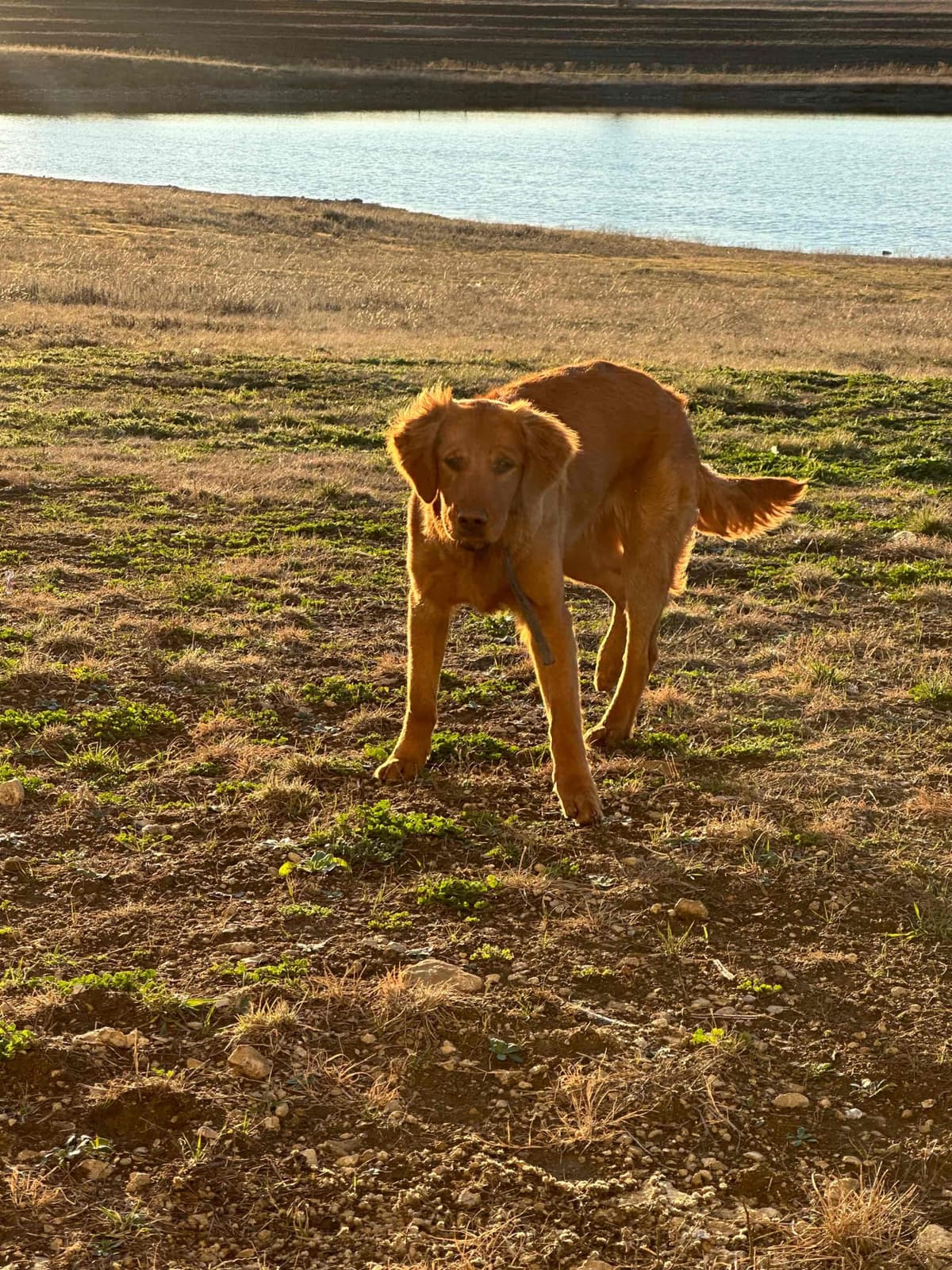 Golden Retriever Puppies breeder image 11